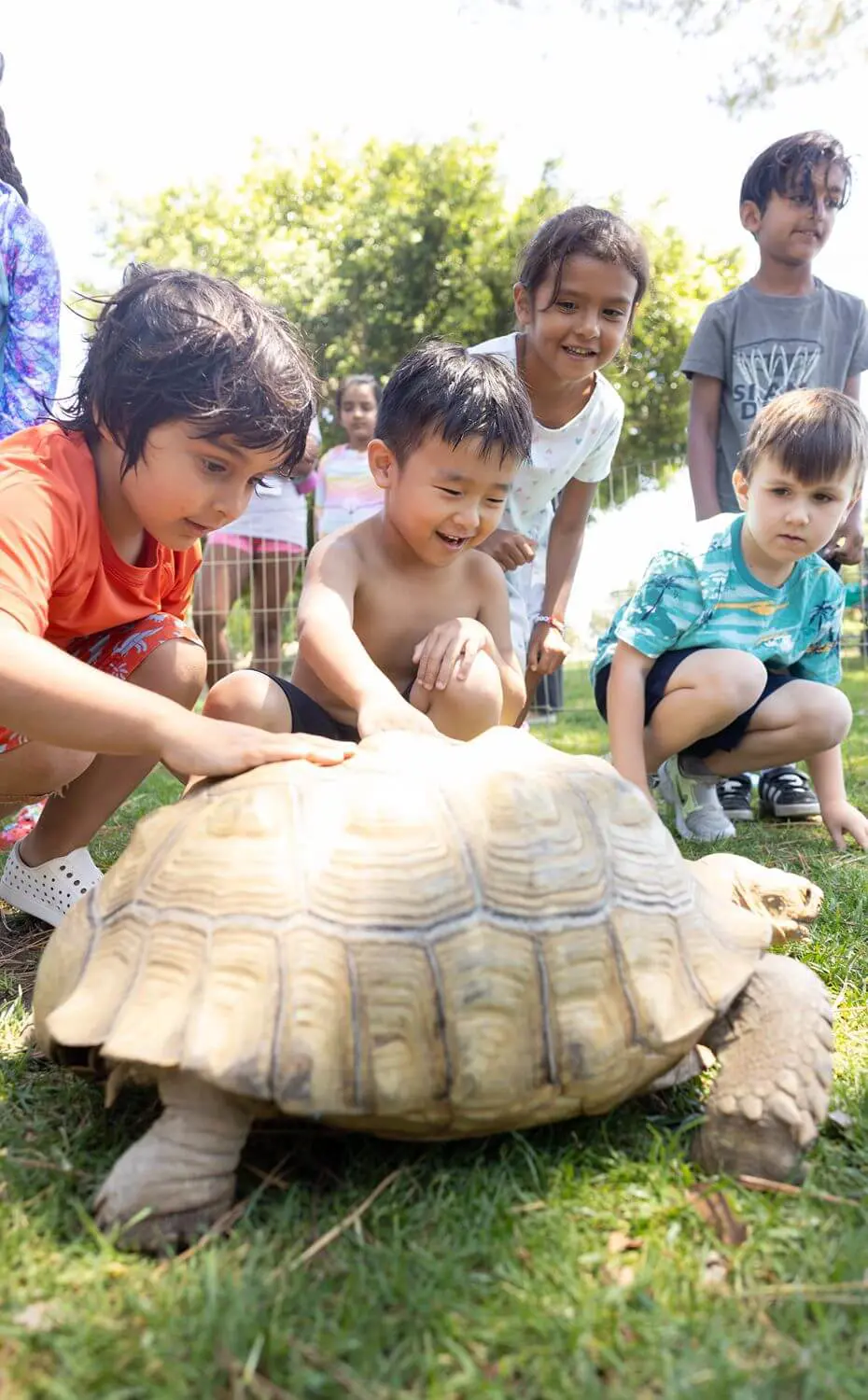 Children petting a tortoise at the Chadwick Summer Program Petting Zoo.