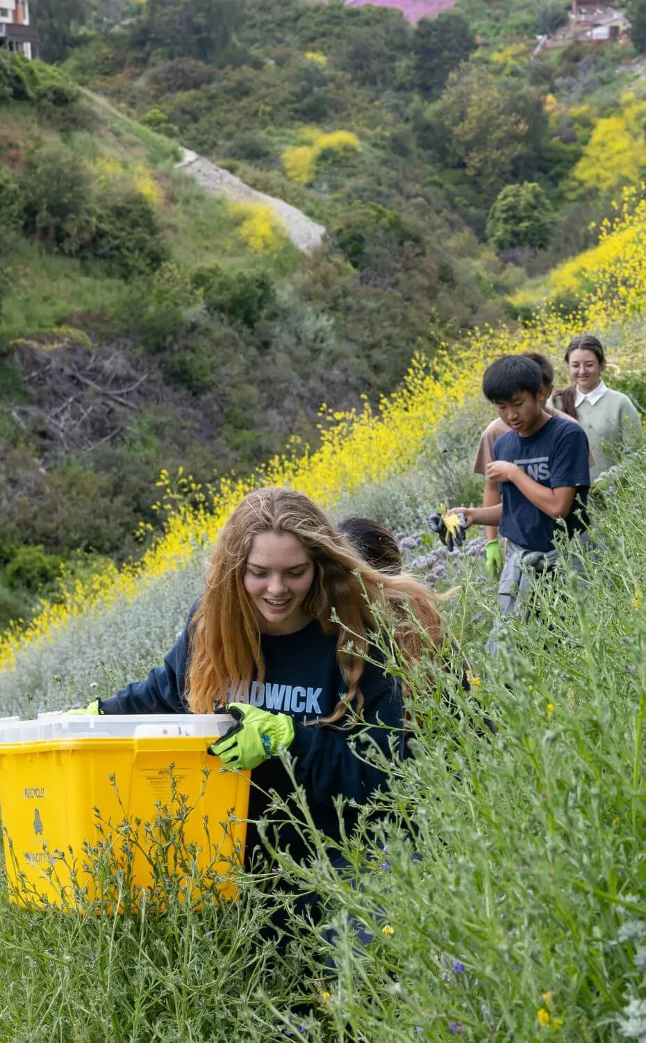 Eco Club spreads native California Lupin seeds in the Chadwick Canyon.